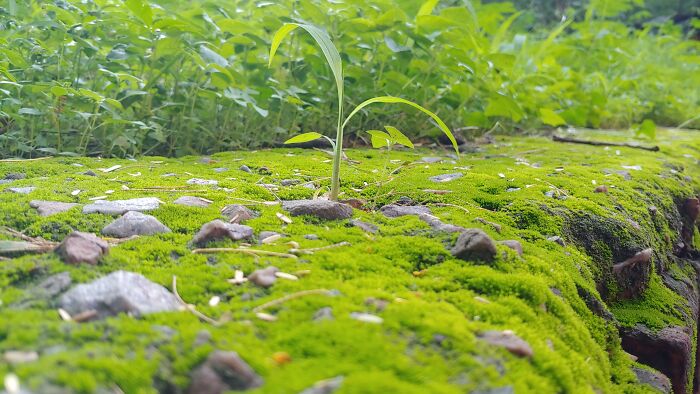 A Bit Mossy!