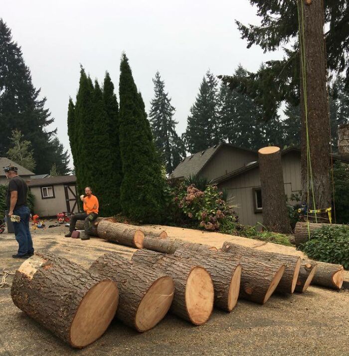 Tree Work