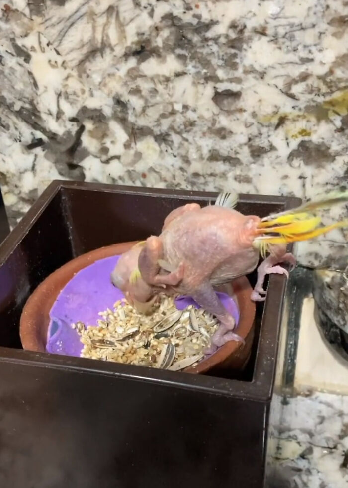 Meet Blondie, An Adorable Bird From Venezuela That Is Living With PBF Disease But Still Enjoying His Life