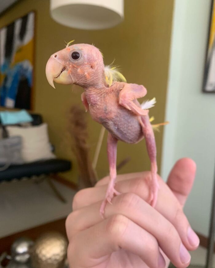 Meet Blondie, An Adorable Bird From Venezuela That Is Living With PBF Disease But Still Enjoying His Life
