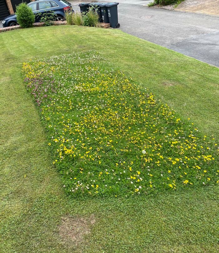 Patch of wildflowers cleverly integrated into lawn as a creative solution to overlooked gardening issues.